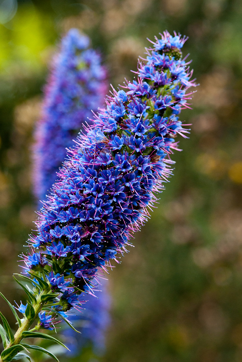 393_Madera_Echium candicans czyli Duma Madery.jpg